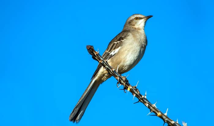 what is the state bird of mississippi