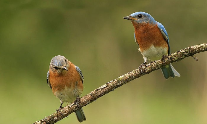 what is the state bird of missouri