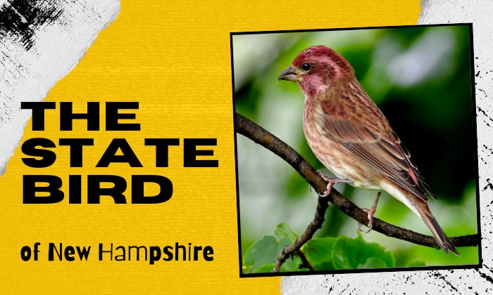 what is the state bird of new hampshire