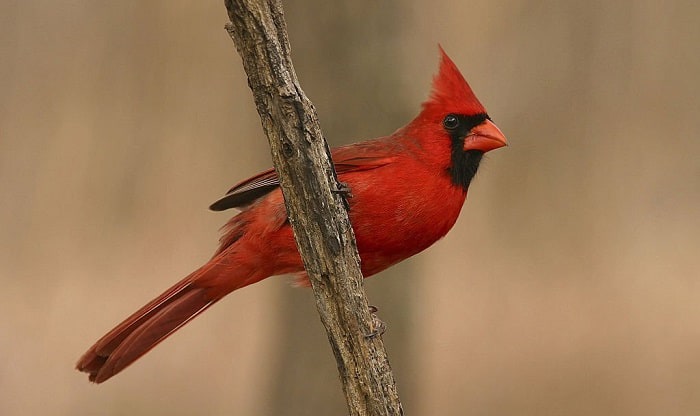 what is the state bird of ohio