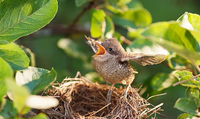 where do baby birds go when they leave the nest