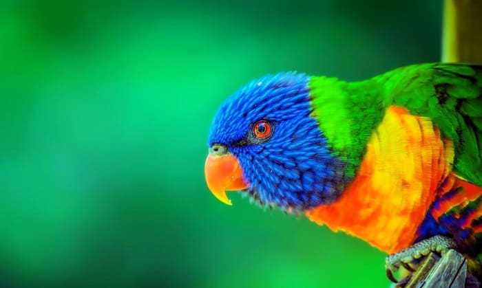 why do parrots bob their heads