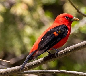 Northern-Cardinal