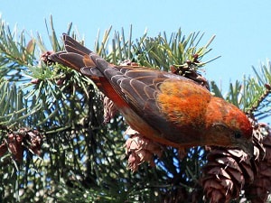 Pine-Grosbeak