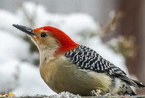 Summer-Tanager