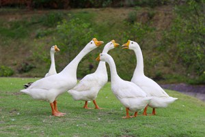 a-kind-of-bird-found-in-a-christmas-song