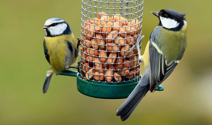 attract-birds-to-feeder