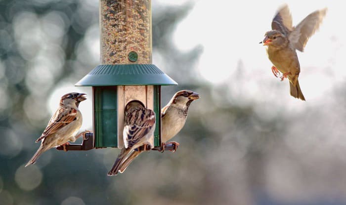 attracting-birds-to-feeder