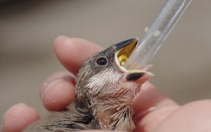 baby-birds-get-water