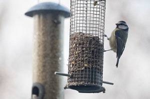 bird-feeder-hanging-ideas