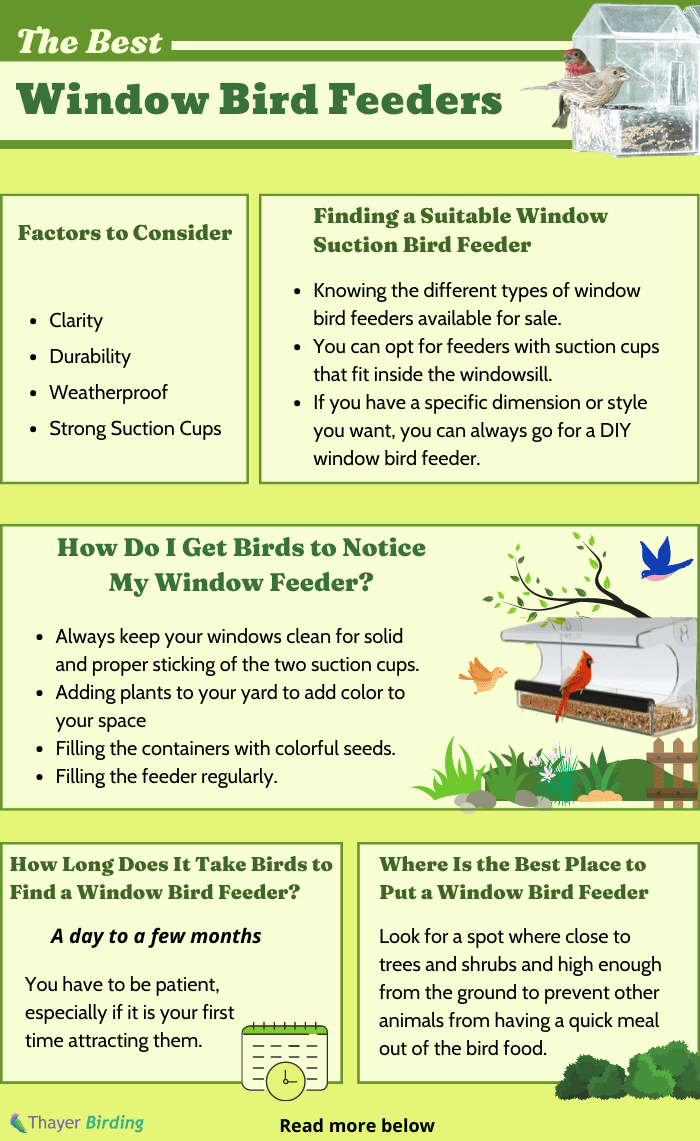 bird-feeders-attract-the-most-birds