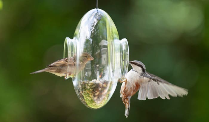 bird-feeding-tips