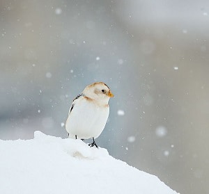 bird-in-rain