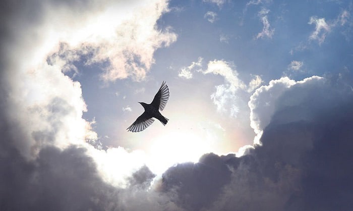 How Far Can a Bird Fly Without Stopping? – Interesting Facts - Unianimal