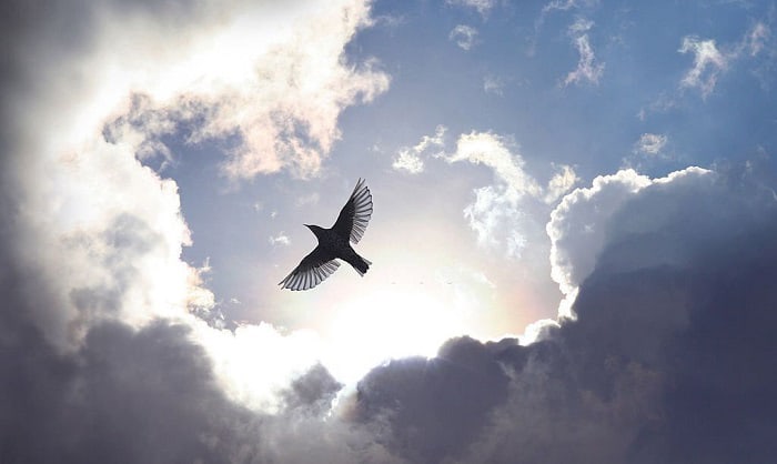 bird-that-can-fly-the-longest