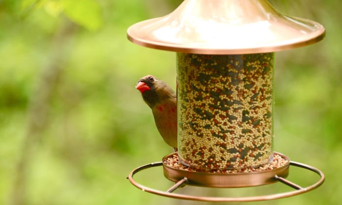 birds-find-feeders