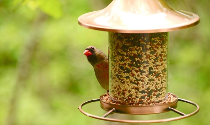 How Do Birds Find Bird Feeders? Get the Facts Here!
