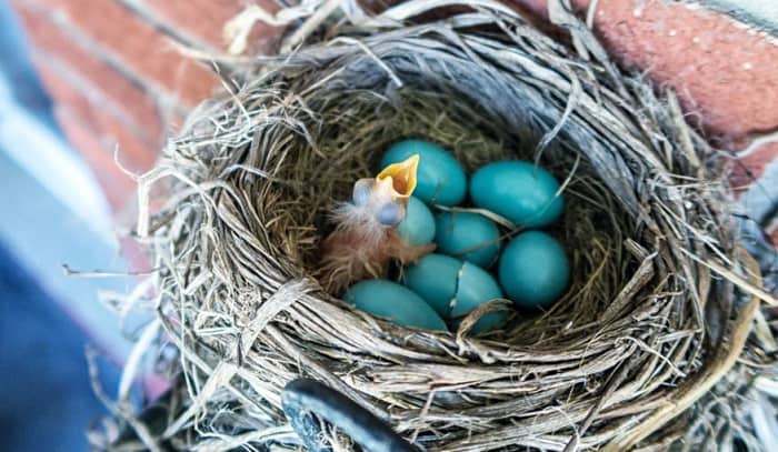 How Many Times a Year Do Birds Lay Eggs? - Answered