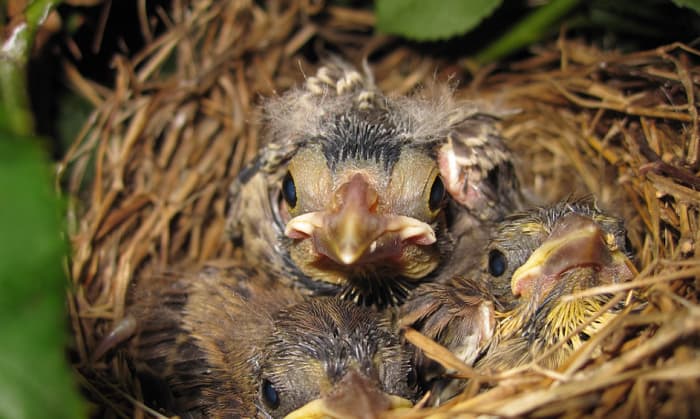 birds-move-their-babies