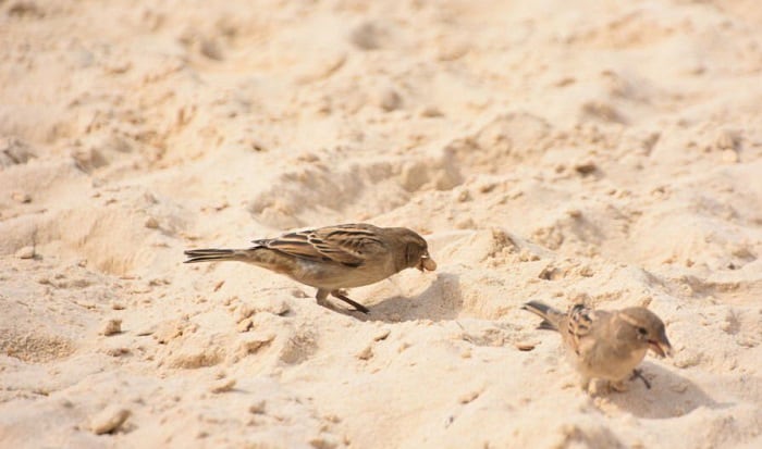 birds-roll-in-dirt