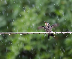 birds-sleep-when-it-rains
