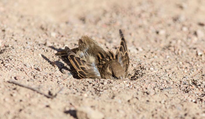 birds-take-dust-baths