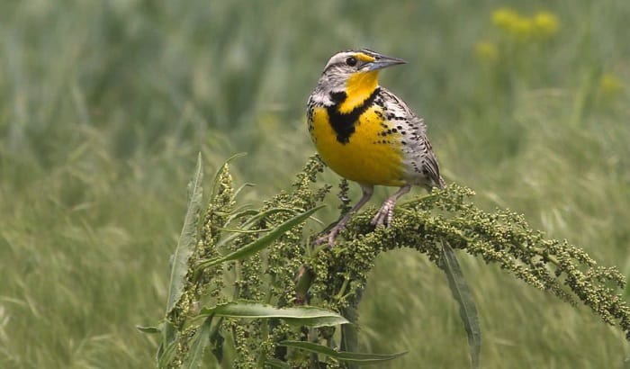 black-and-white-birds-in-nebraska