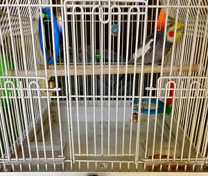 cleaning-bird-cage