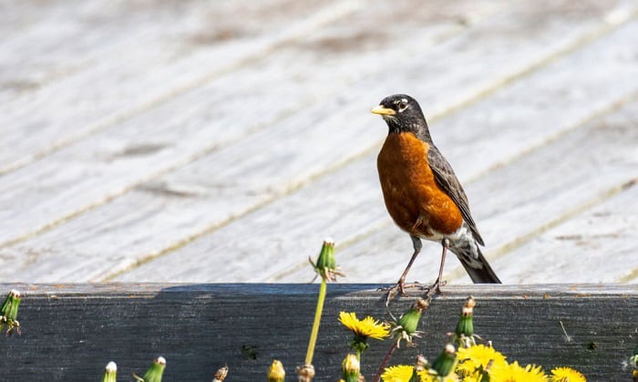 connecticut's-state-bird