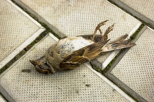 dead-bird-on-the-porch