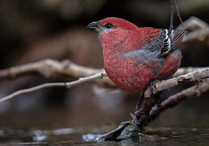 different-types-of-red-birds