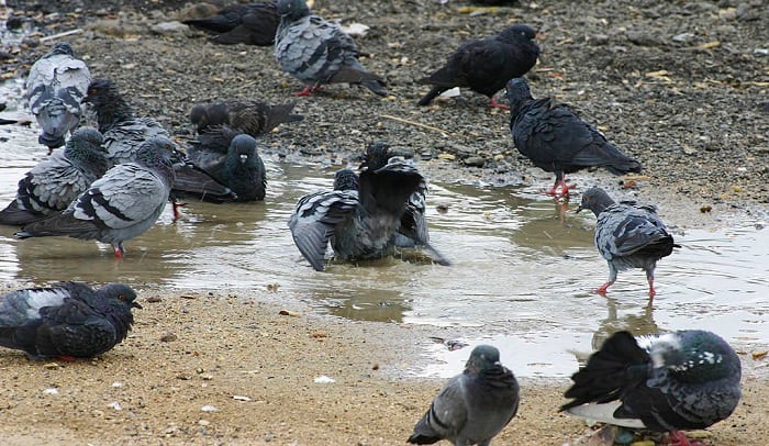 dirt-bath-for-birds