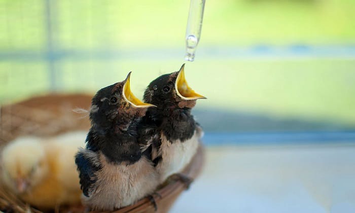 do baby birds drink water