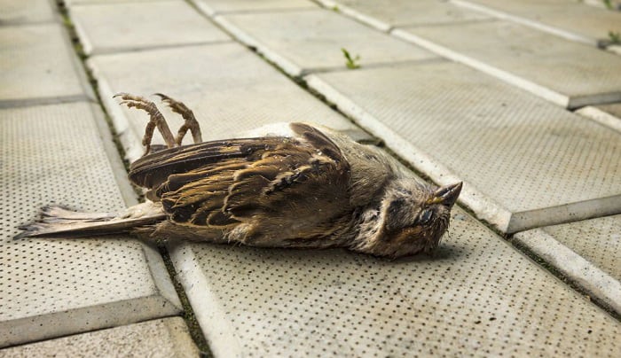 find-a-dead-bird