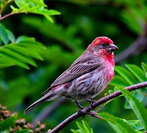 house-finch-north-carolina