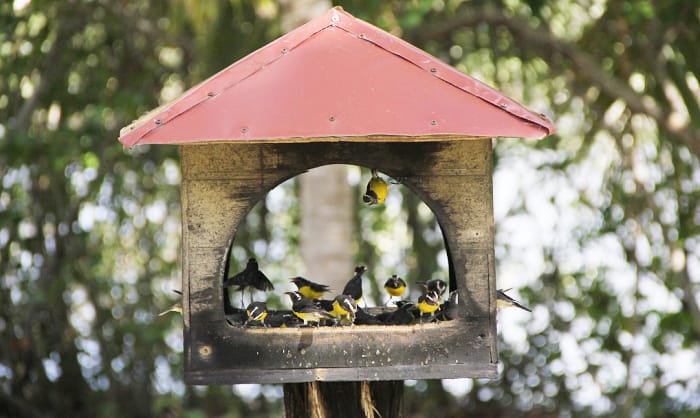 how-do-birds-know-where-bird-feeders-are