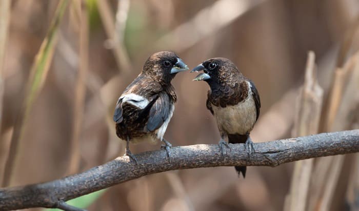 how-do-birds-sing