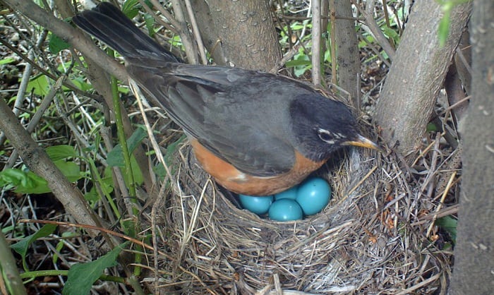 How Many Times a Year Do Birds Lay Eggs? - Answered