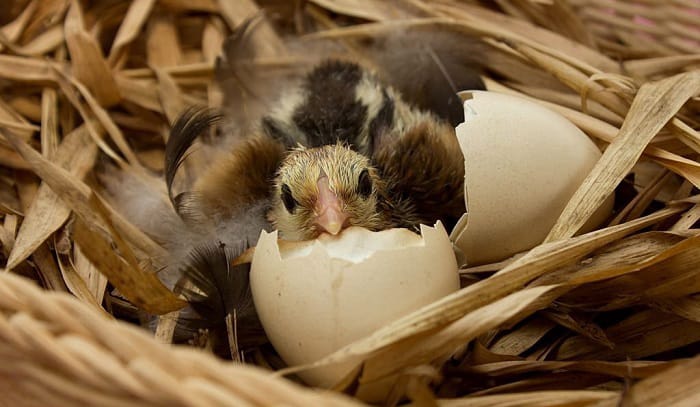 how-often-do-birds-lay-eggs