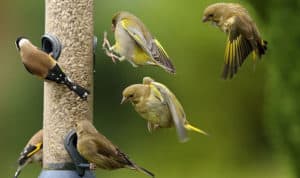 how to attract birds to a new feeder