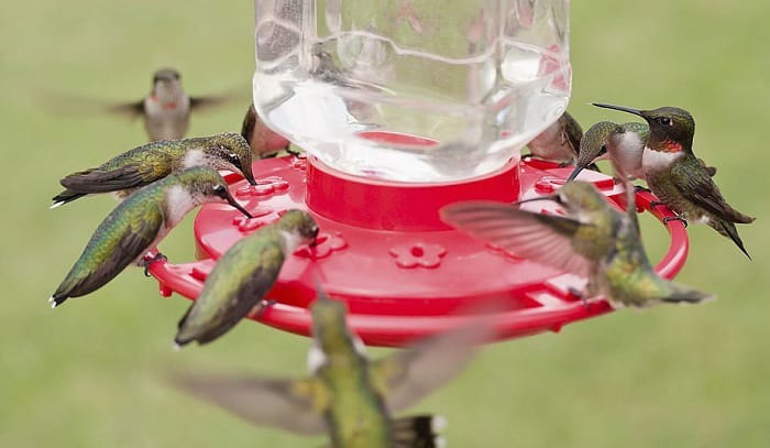 how to catch a hummingbird