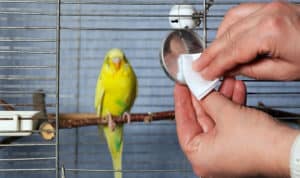 how to clean a bird cage with the bird inside