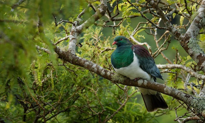 how to get rid of birds in trees