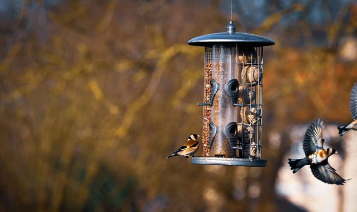 how-to-hang-bird-feeder-from-tree