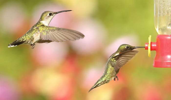 hummingbird-trapped-in-house