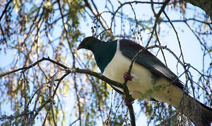 keep-birds-out-of-trees