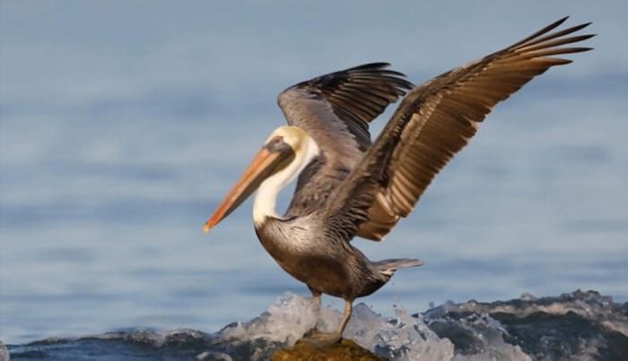 louisiana-pelican