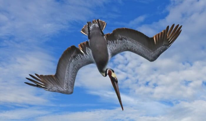 louisiana's-state-bird