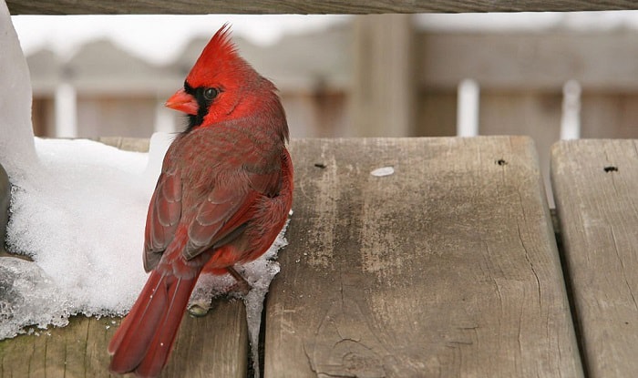  Indiana State Bird - Northern Cardinal Journal: 150 page lined  notebook/diary: 9781533308696: Image, Cool: Books