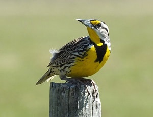 nebraska-bird-identification